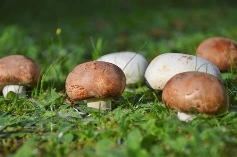 Agaricus Mushroom (Agaricus blazei Murill) .